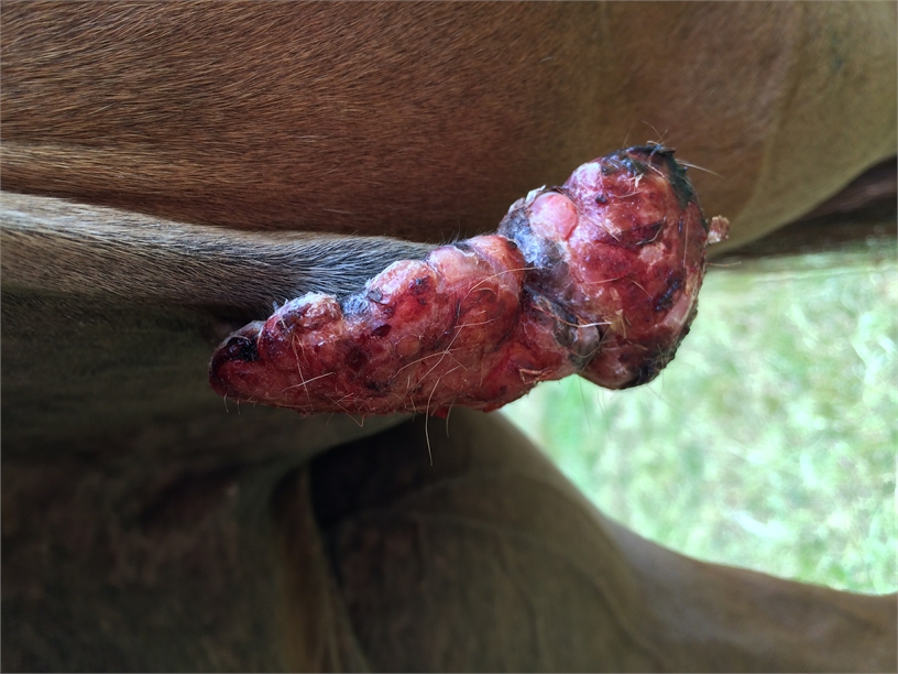 News Kleemann Tierheilpraxis